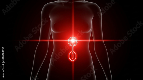 Female body with illuminated bladder and urethra highlighted in red on a dark background anatomy diagram