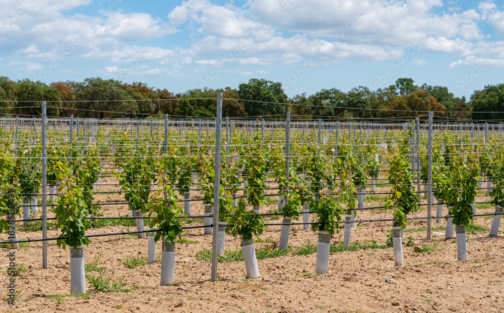 Fototapeta premium Young vine bushes are protected from animal intrusion with guard nets.