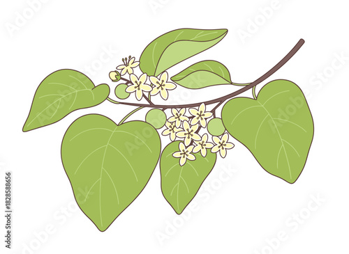 A monochrome illustration of linden leaves and blooming flowers, hand‑drawn with contour lines on a white background, rendered as a vintage‑style botanical vector