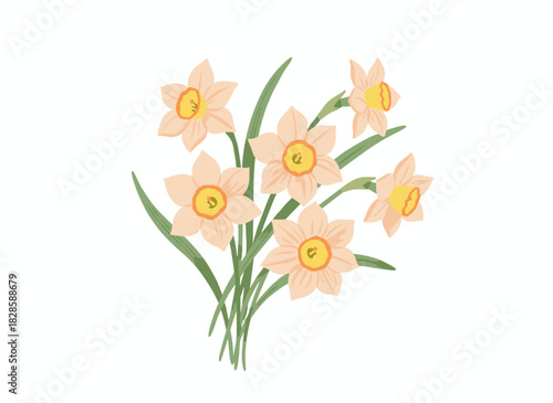 Daffodils in full bloom, a delicate narcissus bouquet forming a spring floral arrangement, rendered in a realistic hand‑drawn vector illustration against a white background