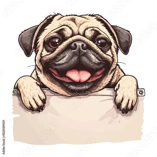 Funny Pug dog with paws over a white wall, in a pocket vector illustration. Funny dog smiling. Cute dog head on a white background