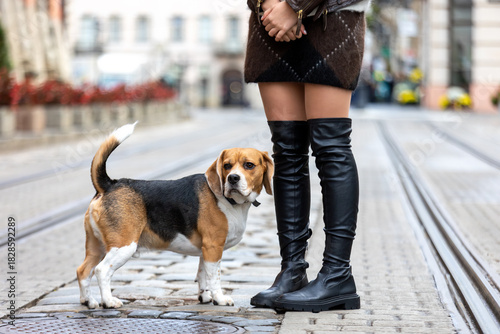Fototapeta Naklejka Na Ścianę i Meble -  Beagle dog standing next to a person in boots on a cobblestone street