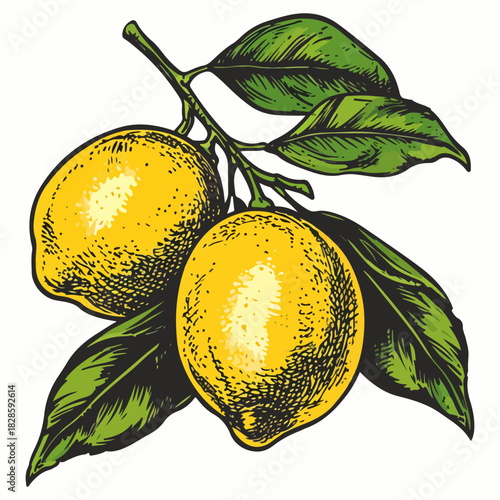 Lemon hand drawn vector graphic asset