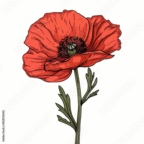 Linear poppy flower with red petals, hand-drawn. Isolated vector illustration. Poppy flower icon