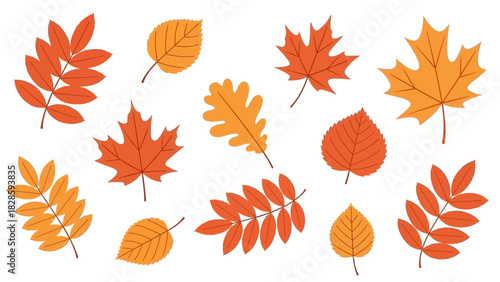 A collection of various colorful autumn leaves from different trees isolated on a white background.