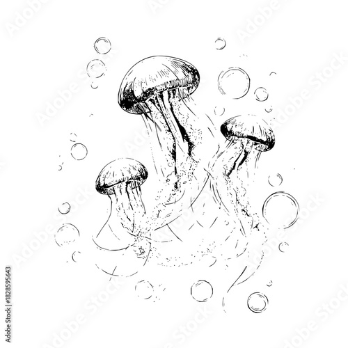 Jellyfish ocean sea marine life aquatic underwater nature wildlife animal medusa drawing illustration sketch art