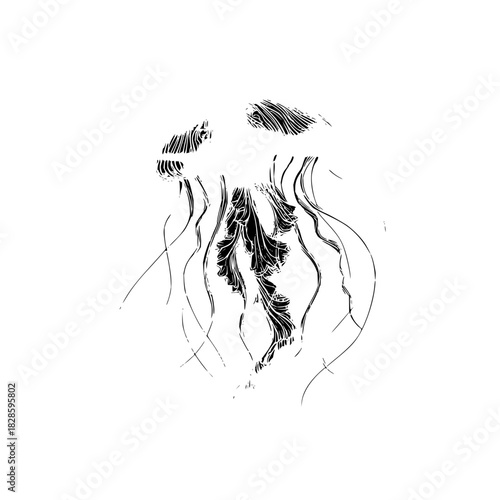 Jellyfish sea life ocean animal marine biology aquatic black and white illustration underwater creature design