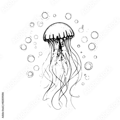Jellyfish ocean sea marine life underwater animal aquatic nature black and white drawing sketch illustration art