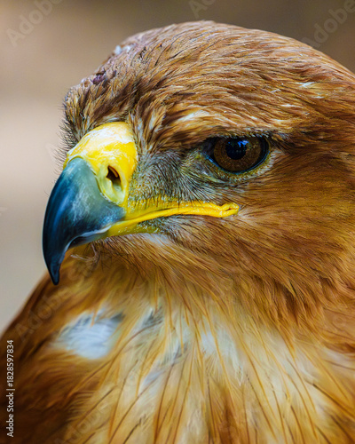 eagle looking to the left
