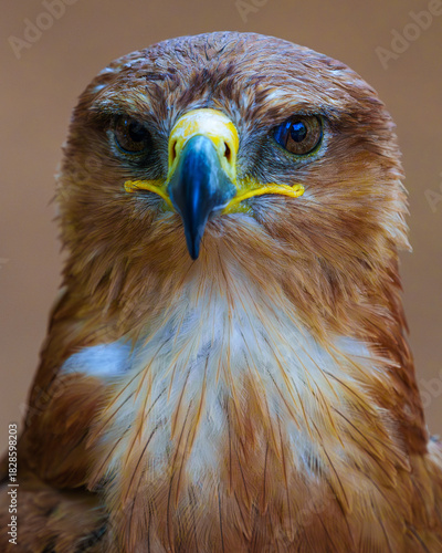 eagle looking straight ahead zoom camera