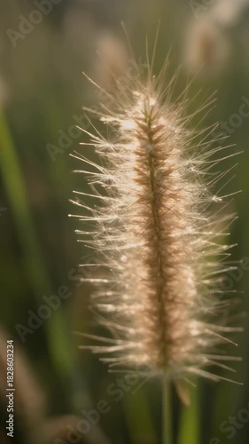 Close-up of a fluffy grass seed head in soft sunlight.