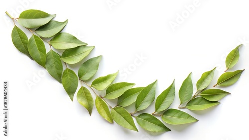 Dry Curry Leaves Arranged In Curve