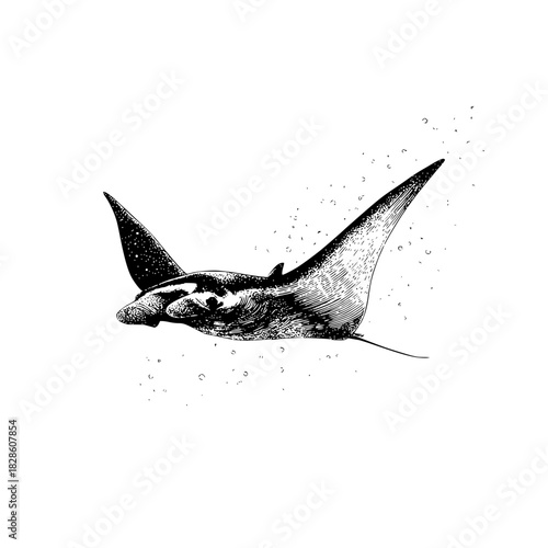 Detailed black and white illustration of a manta ray swimming with bubbles around it underwater