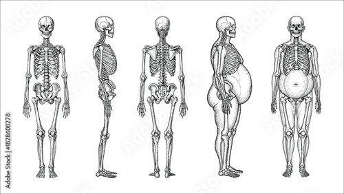Full Body Human Skeleton Standing Pose Illustration Set
