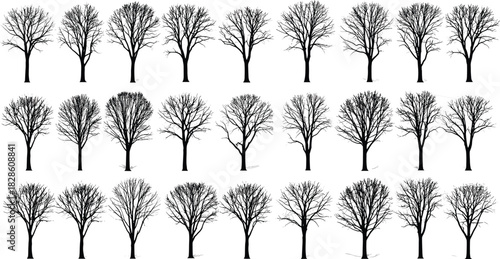 Collection of black leafless tree silhouettes isolated on white background for winter nature landscape design and spooky halloween forest decoration vector illustration art set