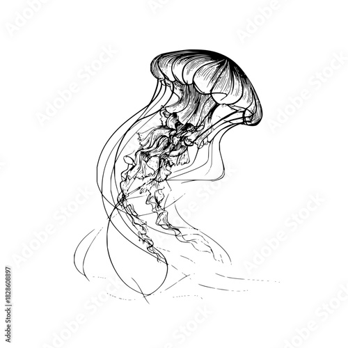 Detailed monochrome drawing of a jellyfish with flowing tentacles on a white background art piece