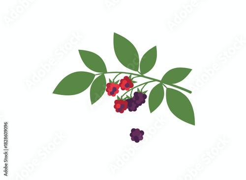A cluster of blackberries dangles from a leafy twig, showcasing both ripe and unripe brambles, rendered as a botanical berry element against a white background in a vibrant flat vector illustration