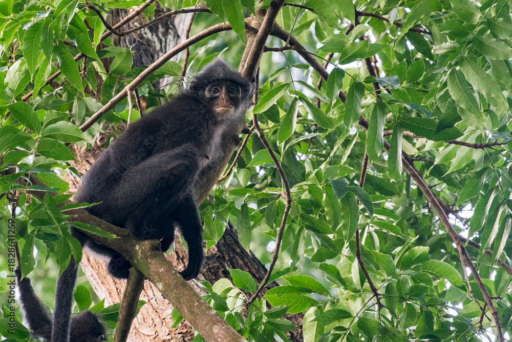 Obraz premium A Raffles' Banded Langur sits on top of a tree trunk on the left of the camera. The monkey is ready to jump away. The background is full of green leafs and branches in Asia, Singapore.