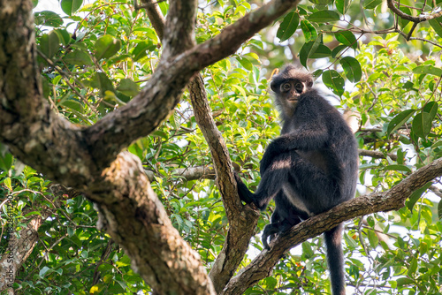 Canvas Print A Raffles' Banded Langur sits in the open on a branch on the right side of the photo