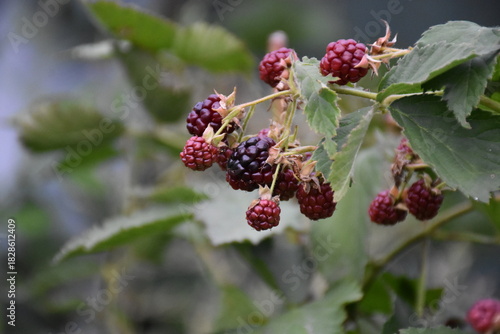 Fresh Blackberries: A Close-Up of Juicy Summer Berries