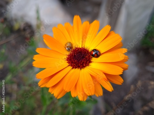 Nature's Harmony: Ladybug Resting on Verdant Leaves
