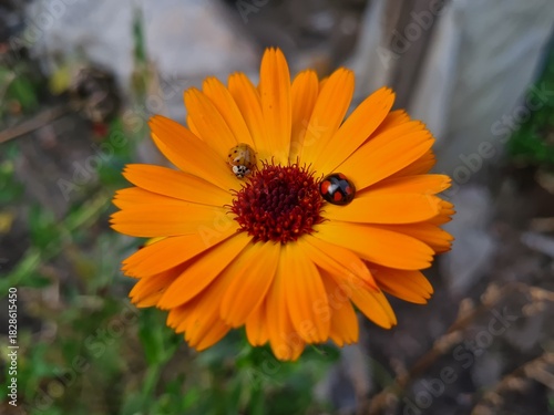 Nature's Harmony: Ladybug Resting on Verdant Leaves
