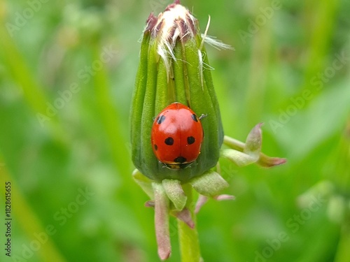 Nature's Harmony: Ladybug Resting on Verdant Leaves

