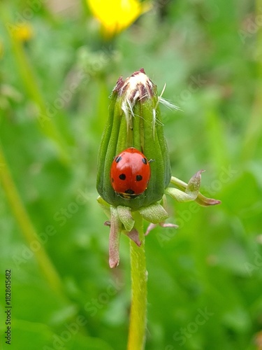 Nature's Harmony: Ladybug Resting on Verdant Leaves
