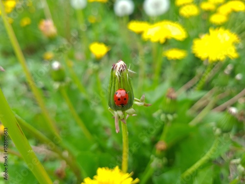 Nature's Harmony: Ladybug Resting on Verdant Leaves

