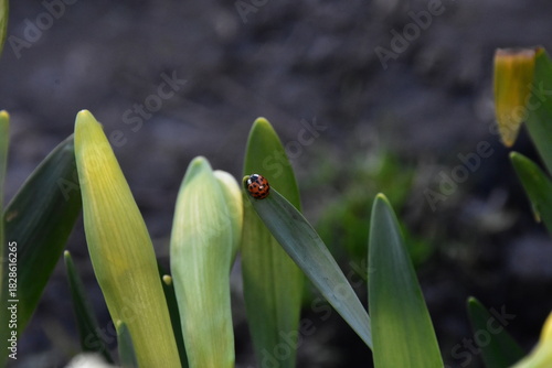 Nature's Harmony: Ladybug Resting on Verdant Leaves
