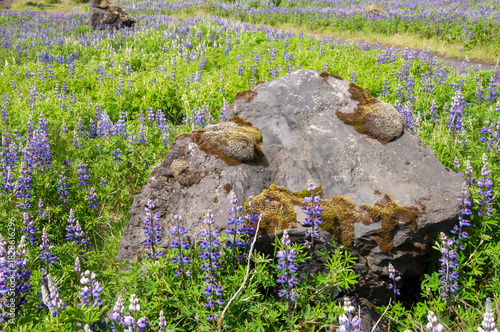 South Iceland, boulder with moss in field of flowering nootka lupine