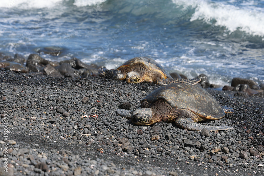 Fototapeta premium green sea turtle from hawaii honolulu
