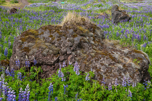 South Iceland, boulder with moss in field of flowering nootka lupine