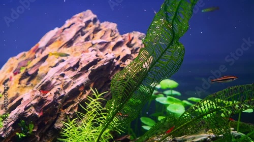 Aponogeton madagascariensis transparent aquatic plant, Pacific blue-eye dwarf fish, planted Dutch style vegetation aquascape, LED light  dragon stone iwagumi aquadesign ecosystem, mental therapy relax