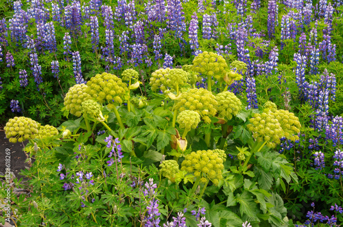 South Iceland, flowering angelica archangelica surrounded by nootka lupine
