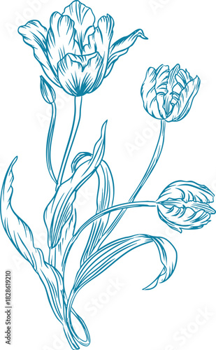 Tulip Line Art Floral Border Sketch Illustration
