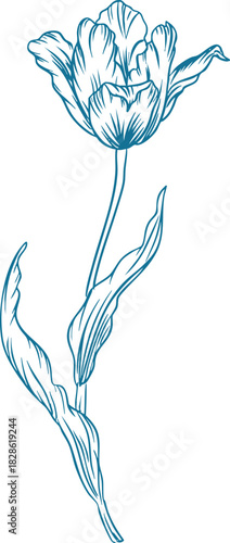 Tulip Line Art Floral Border Sketch Illustration Lineart