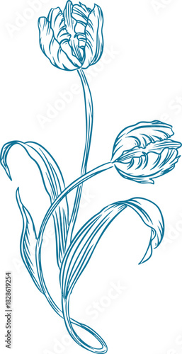 Tulip Line Art Botanical Frame Sketch Illustration