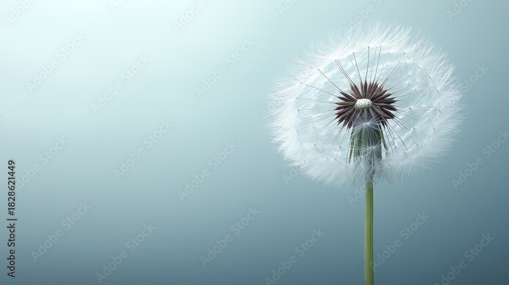 custom made wallpaper toronto digitalFluffy dandelion on pale background