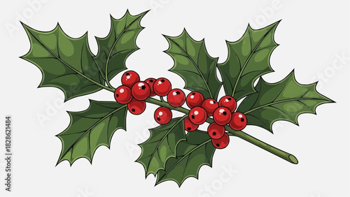 Illustration of a sprig of holly with green leaves and red berries on a white background art work
