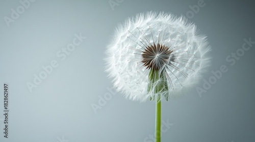 Wallpaper Mural Fluffy dandelion seed head against soft gray background Torontodigital.ca