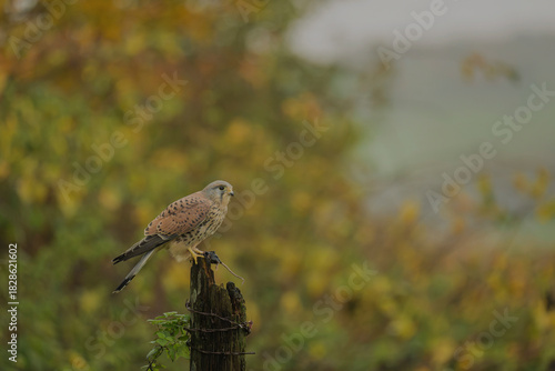 Common Kestrel,  Falco tinnunculus