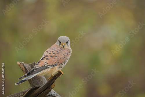 Common kestrel, Falco tinnunculus