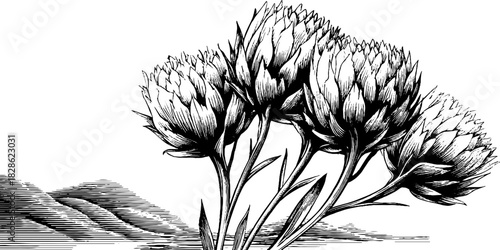 Engraved alpine thistle cluster decorative illustration for botanical design