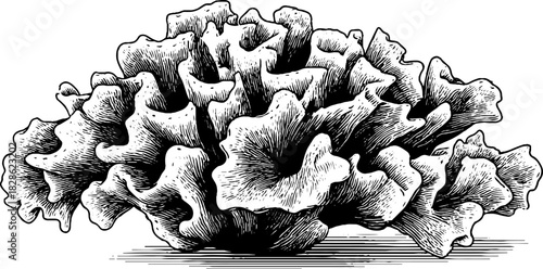 Intricate vintage illustration of a desiccated sea sponge for retro designs