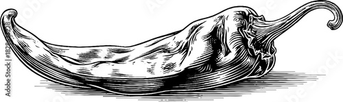 Vintage engraving of a dried chili pepper for retro design