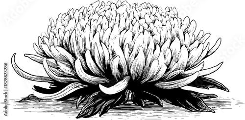 Intricate engraved illustration of a floating spherical bloom - retro floral design for art and prints