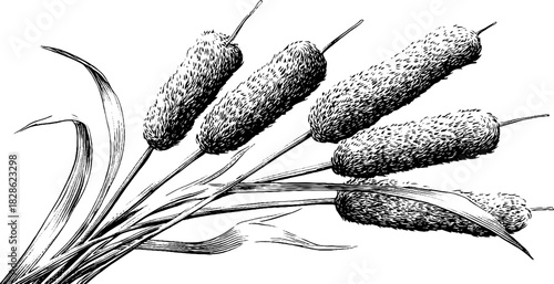 Engraved decorative illustration of floating dried cattail for retro design projects
