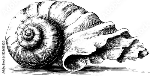 Vintage hand engraved spiral shell illustration for decorative design and nautical themes