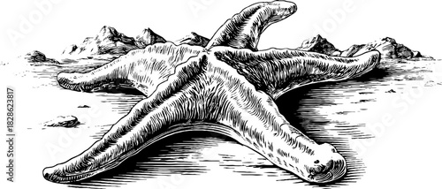Engraved vintage starfish illustration with radial erosion design